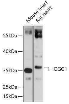 OGG1 Rabbit Polyclonal Antibody