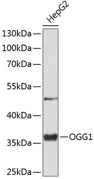 OGG1 Rabbit Polyclonal Antibody