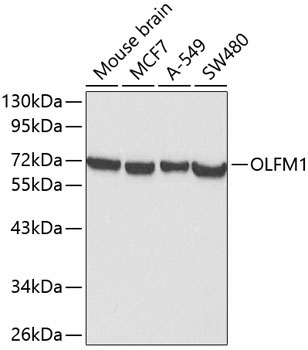 OLFM1 Rabbit Polyclonal Antibody