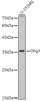 Olig3 Rabbit Monoclonal Antibody