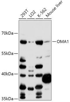 OMA1 Rabbit Polyclonal Antibody