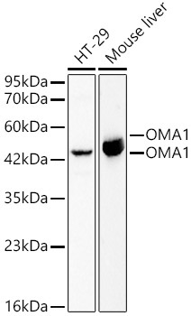 OMA1 Rabbit Polyclonal Antibody