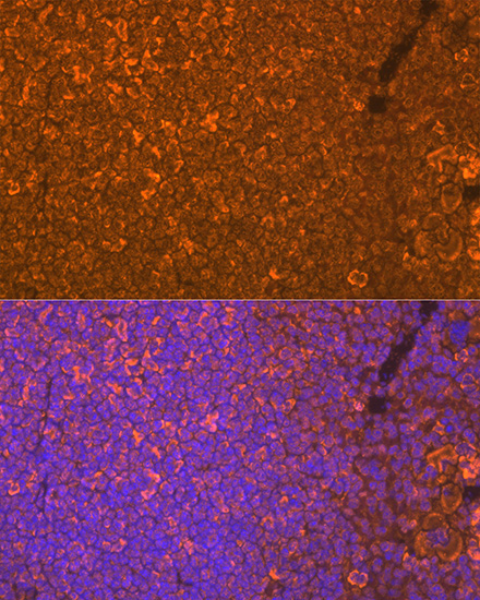 Oncostatin M Rabbit Monoclonal Antibody - Image 4