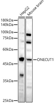 ONECUT1 Rabbit Polyclonal Antibody