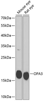 OPA3 Rabbit Polyclonal Antibody