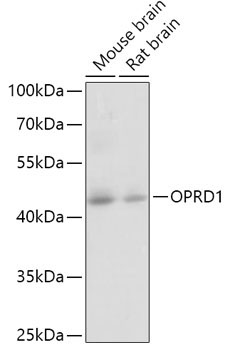 OPRD1 Rabbit Polyclonal Antibody