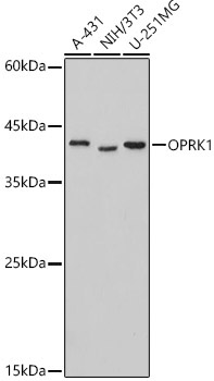 OPRK1 Rabbit Polyclonal Antibody