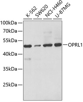 OPRL1 Rabbit Polyclonal Antibody