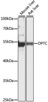 OPTC Rabbit Polyclonal Antibody