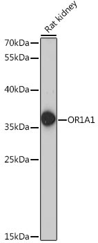 OR1A1 Rabbit Polyclonal Antibody
