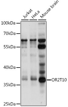 OR2T10 Rabbit Polyclonal Antibody