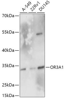 OR3A1 Rabbit Polyclonal Antibody
