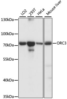 ORC3 Rabbit Polyclonal Antibody