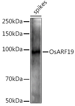 OsARF19 Rabbit Polyclonal Antibody