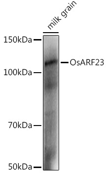 OsARF23 Rabbit Polyclonal Antibody