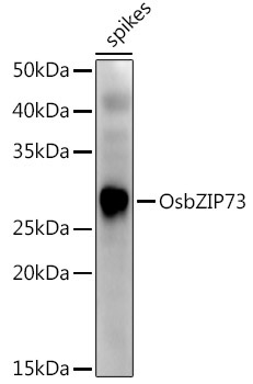 OsbZIP73 Rabbit Polyclonal Antibody