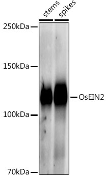 OsEIN2 Rabbit Polyclonal Antibody