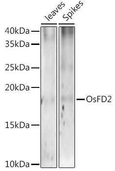 OsFD2 Rabbit Polyclonal Antibody