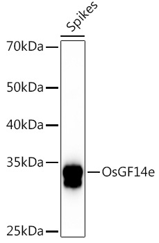 OsGF14e Rabbit Polyclonal Antibody
