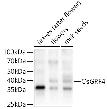 OsGRF4 Rabbit Polyclonal Antibody