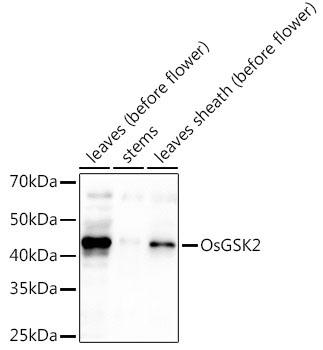 OsGSK2 Rabbit Polyclonal Antibody
