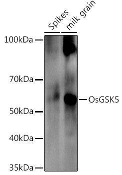 OsGSK5 Rabbit Polyclonal Antibody