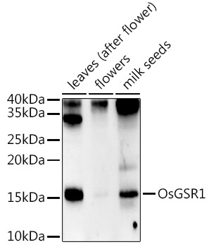 OsGSR1 Rabbit Polyclonal Antibody