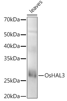 OsHAL3 Rabbit Polyclonal Antibody