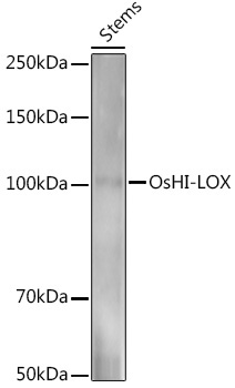 OsHI-LOX Rabbit Polyclonal Antibody