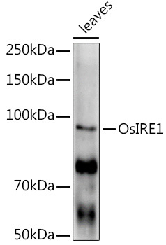 OsIRE1 Rabbit Polyclonal Antibody