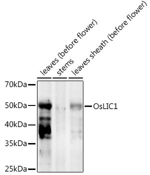 OsLIC1  Rabbit Polyclonal Antibody