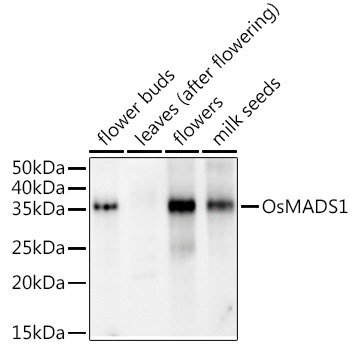 OsMADS1 Rabbit Polyclonal Antibody
