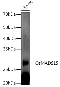 OsMADS15 Rabbit Polyclonal Antibody