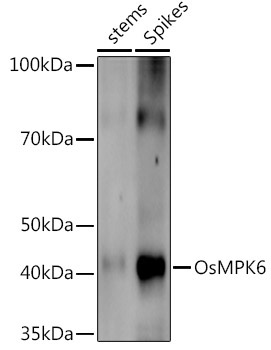 OsMPK6 Rabbit Polyclonal Antibody