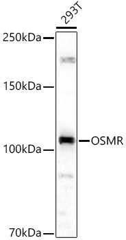 OSMR Rabbit Polyclonal Antibody