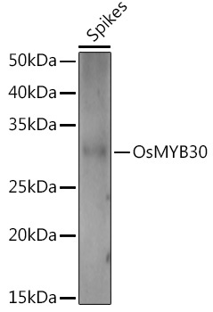 OsMYB30 Rabbit Polyclonal Antibody