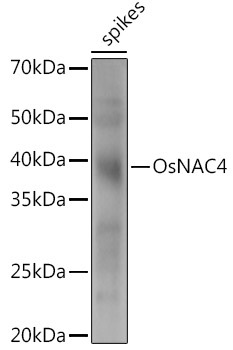 OsNAC4 Rabbit Polyclonal Antibody