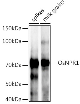 OsNPR1 Rabbit Polyclonal Antibody