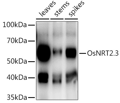 OsNRT2.3 Rabbit Polyclonal Antibody