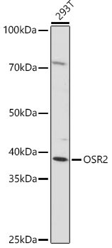 OSR2 Rabbit Polyclonal Antibody