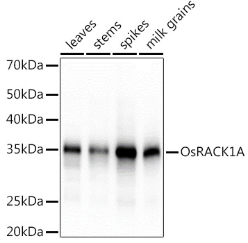 OsRACK1A Rabbit Polyclonal Antibody