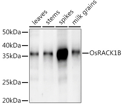 OsRACK1B Rabbit Polyclonal Antibody