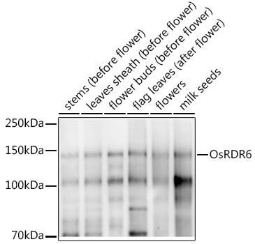 OsRDR6 Rabbit Polyclonal Antibody