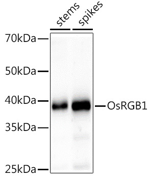 OsRGB1 Rabbit Polyclonal Antibody