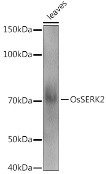 OsSERK2 Rabbit Polyclonal Antibody
