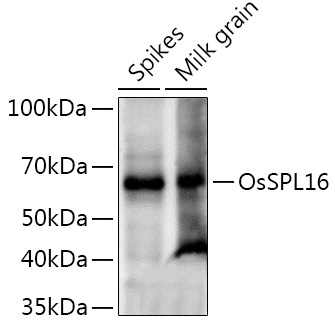 OsSPL16 Rabbit Polyclonal Antibody