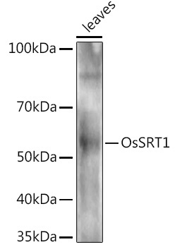 OsSRT1 Rabbit Polyclonal Antibody