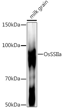 OsSSIIa Rabbit Polyclonal Antibody