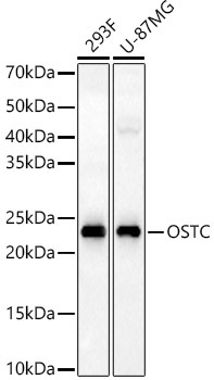 OSTC Rabbit Polyclonal Antibody