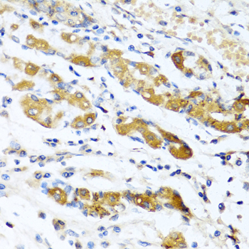 Osteoglycin (OGN) Rabbit Polyclonal Antibody - Image 3